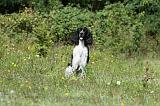 SPRINGER SPANIEL 031